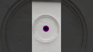 Diffusion of potassium permanganate chemistry class experiment practical practicalchemistry [upl. by Alit397]