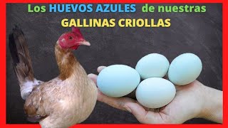 Todo acerca de la Crianza de gallinas criollas ponedoras de huevos azules [upl. by Siron]