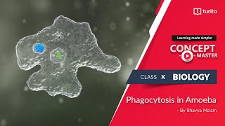 Watch  Turito  Concept Master Grade 10  Biology  Phagocytosis in Amoeba  Bhavya Maam [upl. by Cornelia]