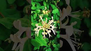 🏵COMMON HONEYSUCKLE🏵 lonicera periclymenum [upl. by Gomer798]