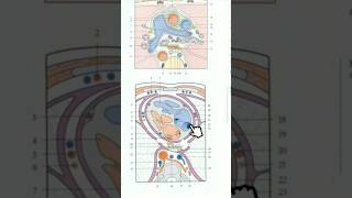 Coupe axiale du thorax T7 anatomy medecine science anatomie medicalstudent [upl. by Ynetruoc]