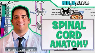 Neurology  Gross Anatomy of the Spinal Cord and Spinal Nerves [upl. by Jahdiel]