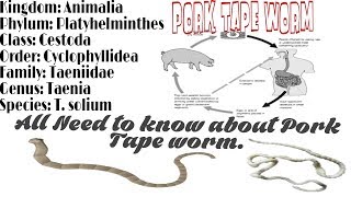 Pork Tape Worm Taenia solium Morphology Life Cycle  and complete notes [upl. by Ahsirahc]