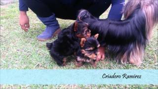 yorkshire terrier  Criadero Ramirez [upl. by Adamson]