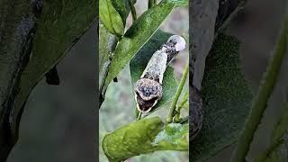 The Incredible Life Cycle of a Giant Swallowtail Butterfly 🦋 explorenature naturelovers butterfly [upl. by Chappie953]