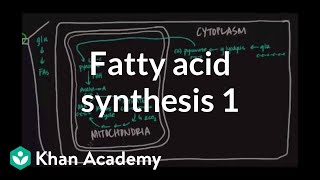 Fatty Acid Synthesis  Part I [upl. by Charron729]