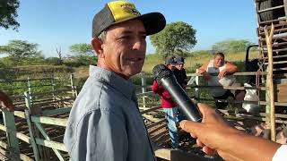 Feira de Ovelhas Bode e suínos em Senador Rui palmeira  AL 13  08  2024 nordeste [upl. by Denae751]