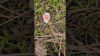 The Fly Agaric Mushroom 🍄 [upl. by Alis]