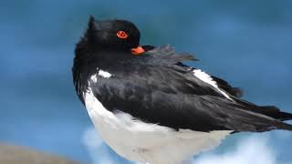 Pied Oystercatcher on oceanfront rocks [upl. by Midge]