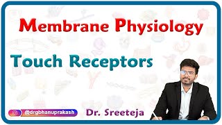 Touch receptors physiology  USMLE Step 1 [upl. by Fulbert]