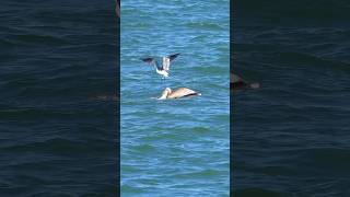 Laughing Gull Hitches Ride on Pelican Will It Succeed This Time [upl. by Coonan723]