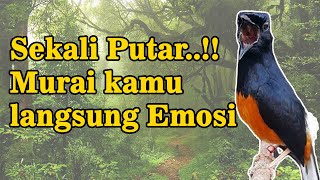 Ketrekan Murai Batu Emosi Full Isian [upl. by Isus86]