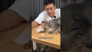 Makanan Kucing Murah Vs Mahal [upl. by Rafter]