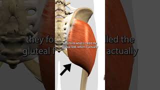 The Gluteus Maximus Muscle [upl. by Diba]