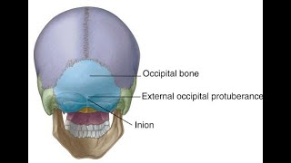 Anatomy of the Inion  Highest point on external occipital proturberance  Skull Anatomy [upl. by Zetnwahs]