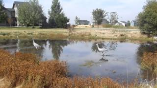 Sandhill Cranes surprised  Bozeman Montana [upl. by Anerat]