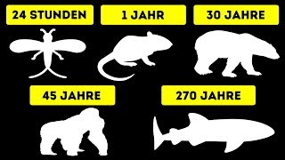 Die kürzesten und längsten Lebenserwartungen von Tieren [upl. by Rehpotsirh104]