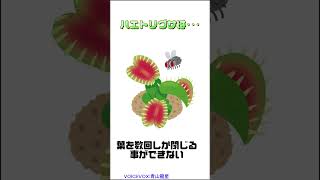 ハエトリグサは… ショート 植物の雑学 [upl. by Mcquoid]