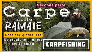 Carpe nelle Ramaie  CARPFISHING La Stagione Migliore per Pescare le Carpe  Fishing Videos [upl. by Itsirhc715]