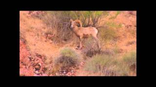 Grand Canyon Suite On the Trail by Ferde Grofe [upl. by Nileek]