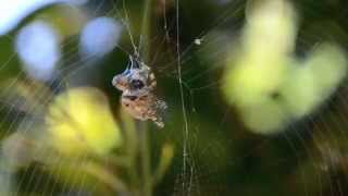 Araña atrapando mosca [upl. by Corney]