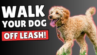 How to Train Your Puppy to Walk OFF LEASH 5 ESSENTIAL Tips [upl. by Melar]