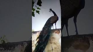 Beautiful peacock song 😃 [upl. by Lennod531]