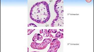 Grand Rounds Endocrinology of the MaternalFetalPlacental Unit [upl. by Griff907]