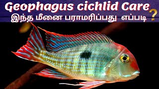 Geophagus cichlid  The Peaceful Cichlid  How to care Geophagus Fish  In Tamil  Aqua shots  AS [upl. by Ahseal]