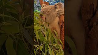 Koalas eating eucalyptus leaves [upl. by Byrdie823]