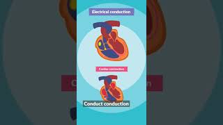 ECG Learn heart ecg ecgheart heartcondition [upl. by Noremak]