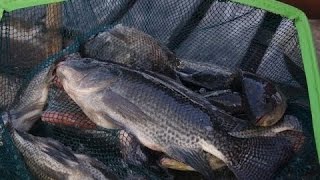 TILAPIA CAGE CULTURE FARMING  PAPUA NEW GUINEA [upl. by Timi]