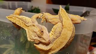 Crested Geckos  Failed Breeding Attempt [upl. by Leahcimnaes170]