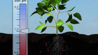 Mechanism of Nutrient Uptake in Plants [upl. by Occir]