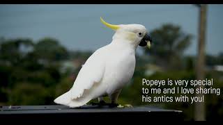 My Favourite Cockatoo eating Apple Slices in 4K [upl. by Gerg]