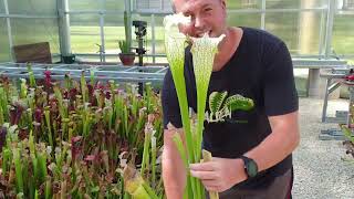 Giant Sarracenia leucophylla at FlytrapStore  August 31st 2023 [upl. by Esserac]