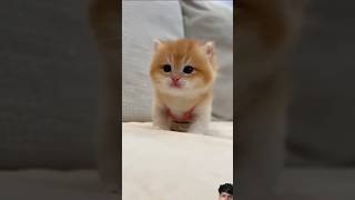 Baby cat sound [upl. by Shayla868]