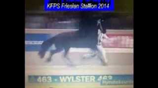 KFPS Friesian Stallion WYLSTER 463 Hengstenkeuring 2014 Google Exclusive [upl. by Galina878]