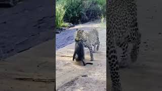 Swift and Deadly Leopard Strikes a Baboon [upl. by Stilwell713]