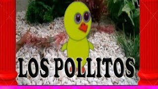 Los pollitos dicen pio pio MEMO PROFE  Musica infantil [upl. by Vinson]