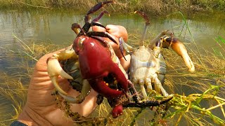 Catching natural freshwater crabs in the flood  Crabs video 🦀 [upl. by Ykvir]