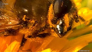 Video Review 7 Macro ProRes HDR iPhone 16 Pro • 20241120 [upl. by Kcerb749]