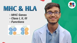 Major Histocompatibility Complex  MHC and HLA  MHC genes  Microbiology bangla lecture [upl. by Rodgiva949]