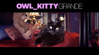 Thank U Next  starring my cat OwlKitty [upl. by Notxam]