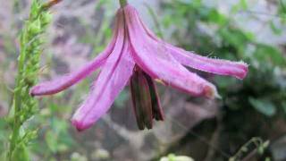 Lilium martagon [upl. by Nauaj371]