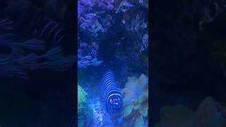 Zebra Moray Eel And A Cleaner Shrimp reeftank [upl. by Brown]