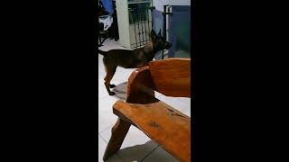 Extreme Barking  Belgian Malinois [upl. by Halley]