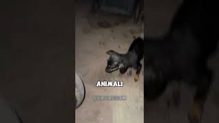 Cucciolo Trovato in una Busta e Buttato nel Cestino cane triste animali [upl. by Eikciv125]