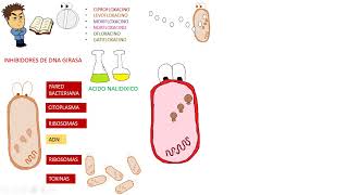 Antibioticos QUINOLONAS [upl. by Fabe715]