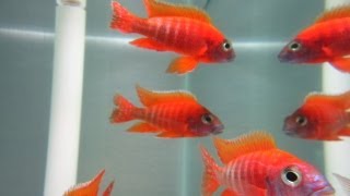 How To Breed African Cichlids [upl. by Niattirb857]